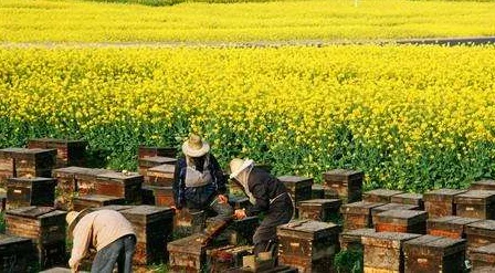 Оптовая Продажа с фабрики лучшее качество свежее Королевское Желе хорошее для здравоохранения