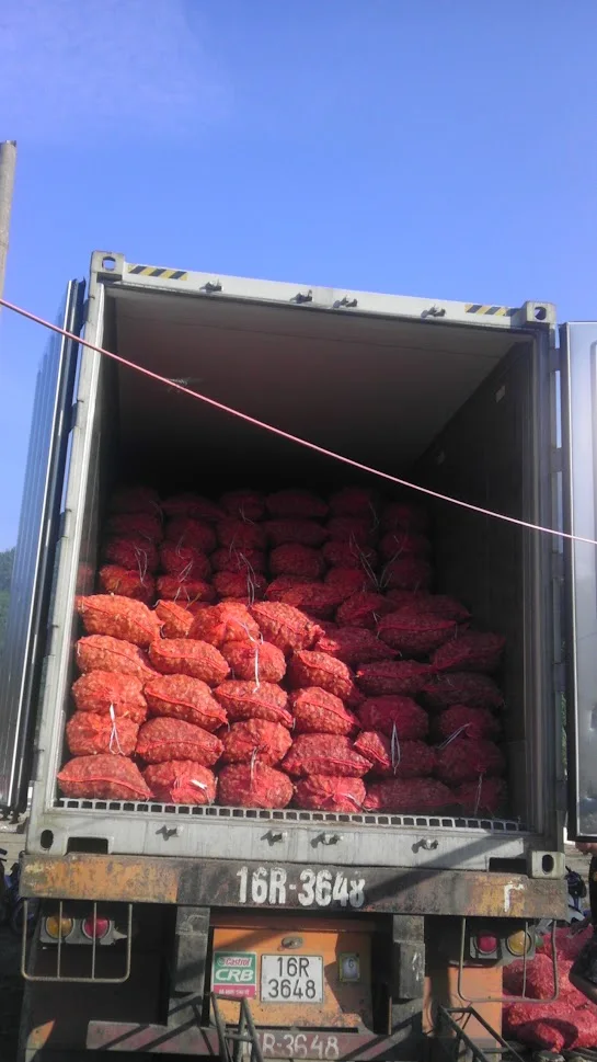 Best Sale High Quality 100% Natural SAND GINGER/KENCUR/AROMATIC GINGER Root Powder Food Best Price Bulk Buying Vietnam Market