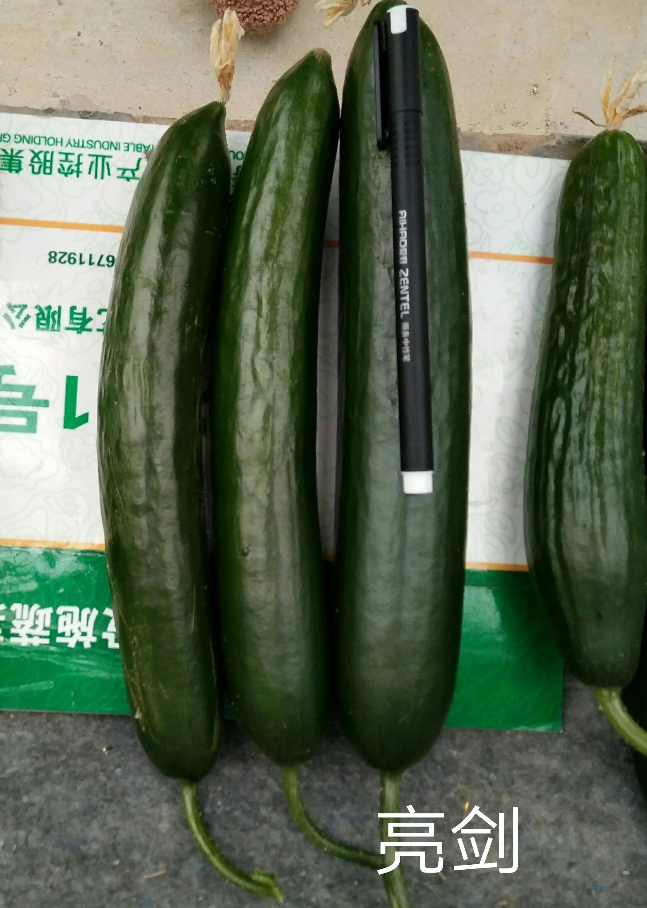 Bright sword f1 hybrid stingless high yield cucumber seeds vegetables for planting