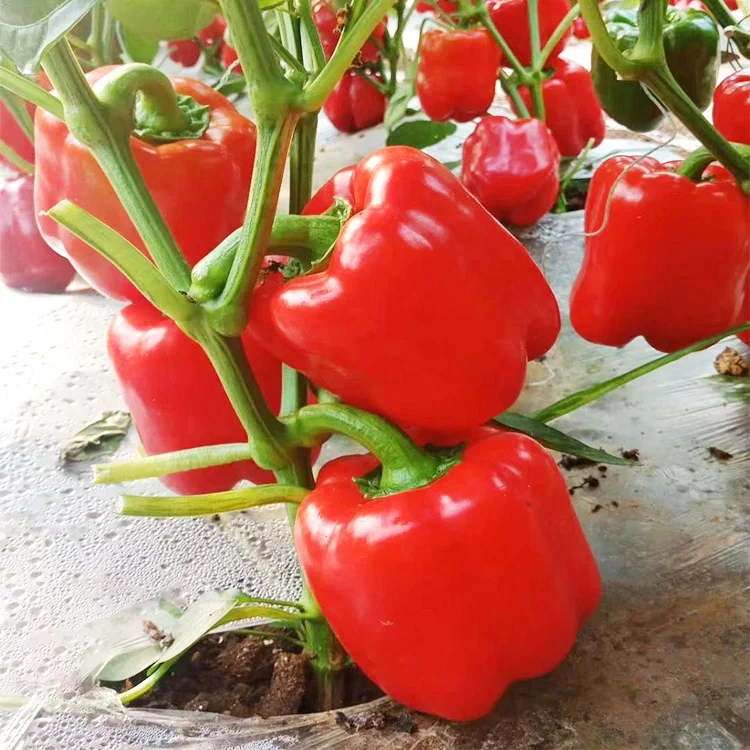 
From the Netherlands high-yielding hybrid sweet chilli colour colourful pepper seeds 