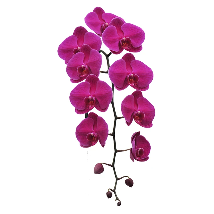
live phalaenopis fresh orchid plants for sale 