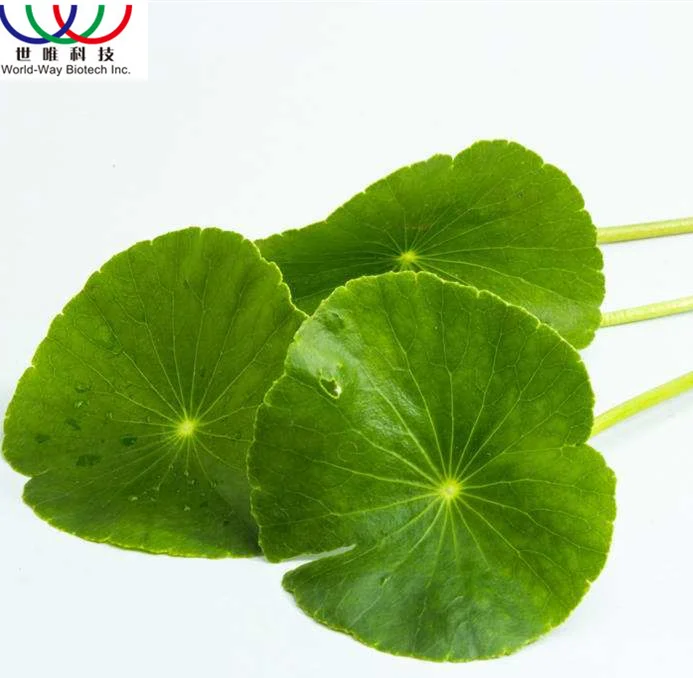Поставка gotu kola экстракт 10 всего asiaticoside