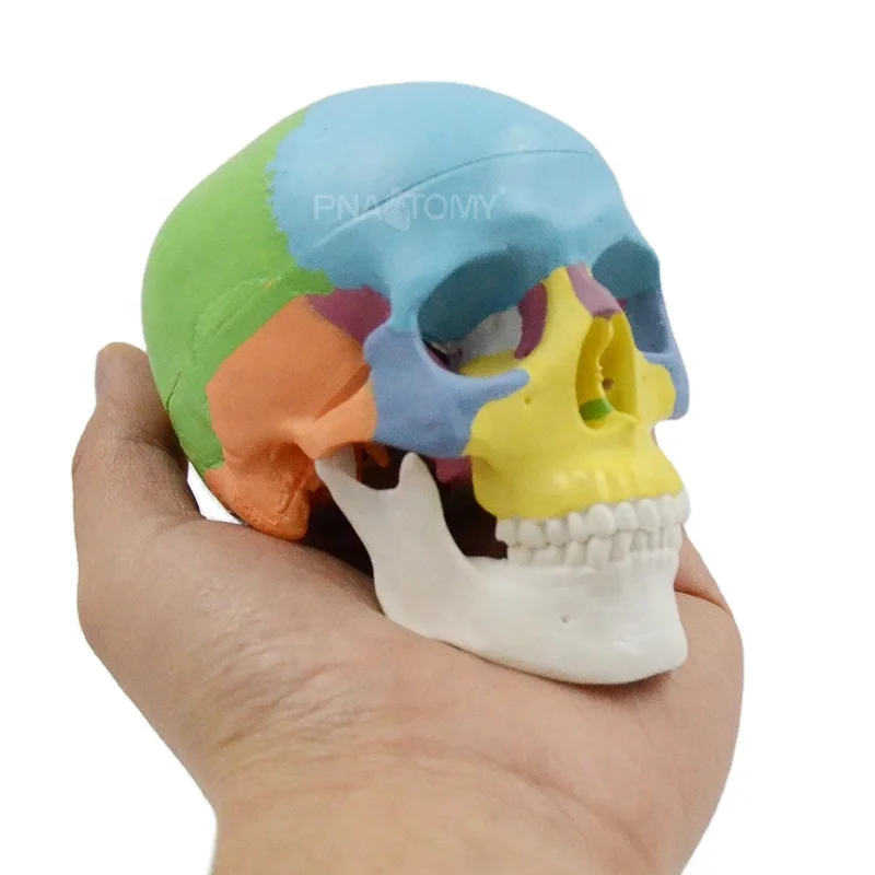 Colored Mini Skull Model Human Anatomical Head medical Cheap skull Anatomy Convenient PVC Teaching Tool Painting Sculpt Used
