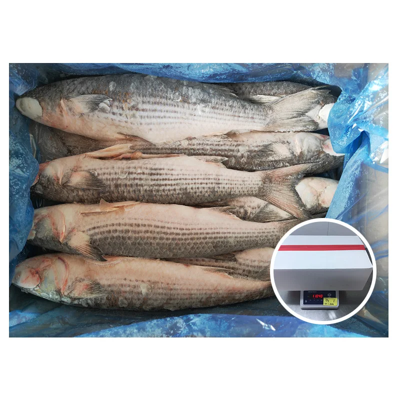 High Fat Whole Round Fish Big Size 1-2kg Mugil Cephalus Frozen Grey Mullet