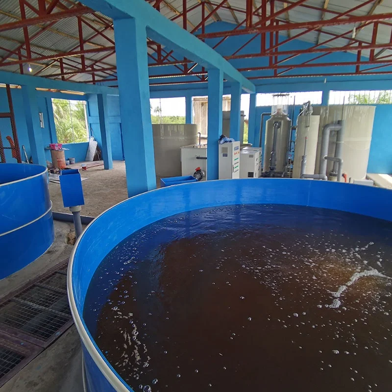 Indoor recirculating aquaculture system fish farming RAS Solution for Tilapia Fish farming