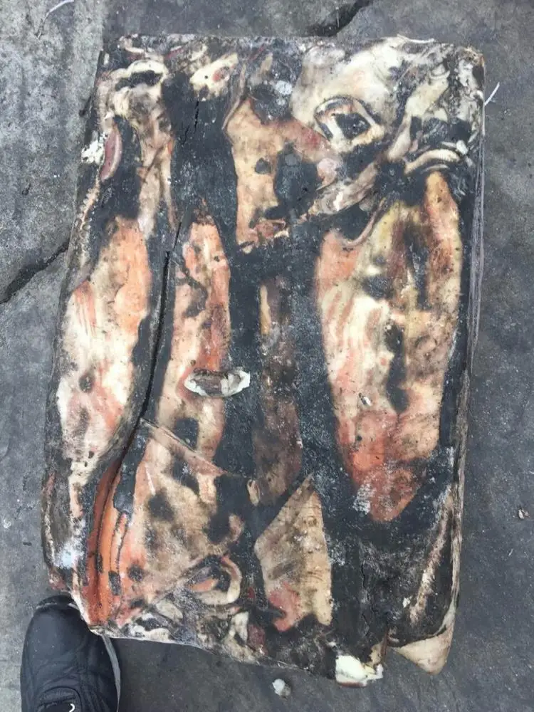 Giant Squid for bait