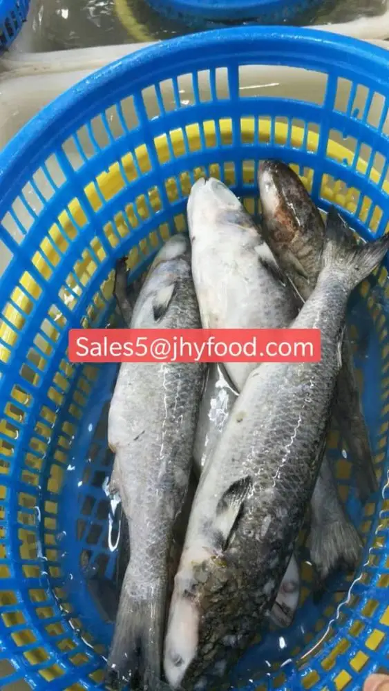 Frozen Grey Mullet Without Roe for market in 2020
