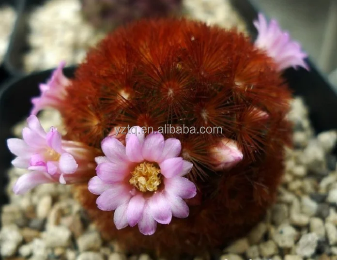 
Thailand hot sale Mammillaria carmenae red thorn mini real live cactus plants self root garden cactus 