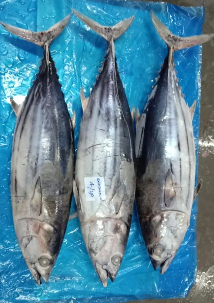 
SKIPJACK TUNA 