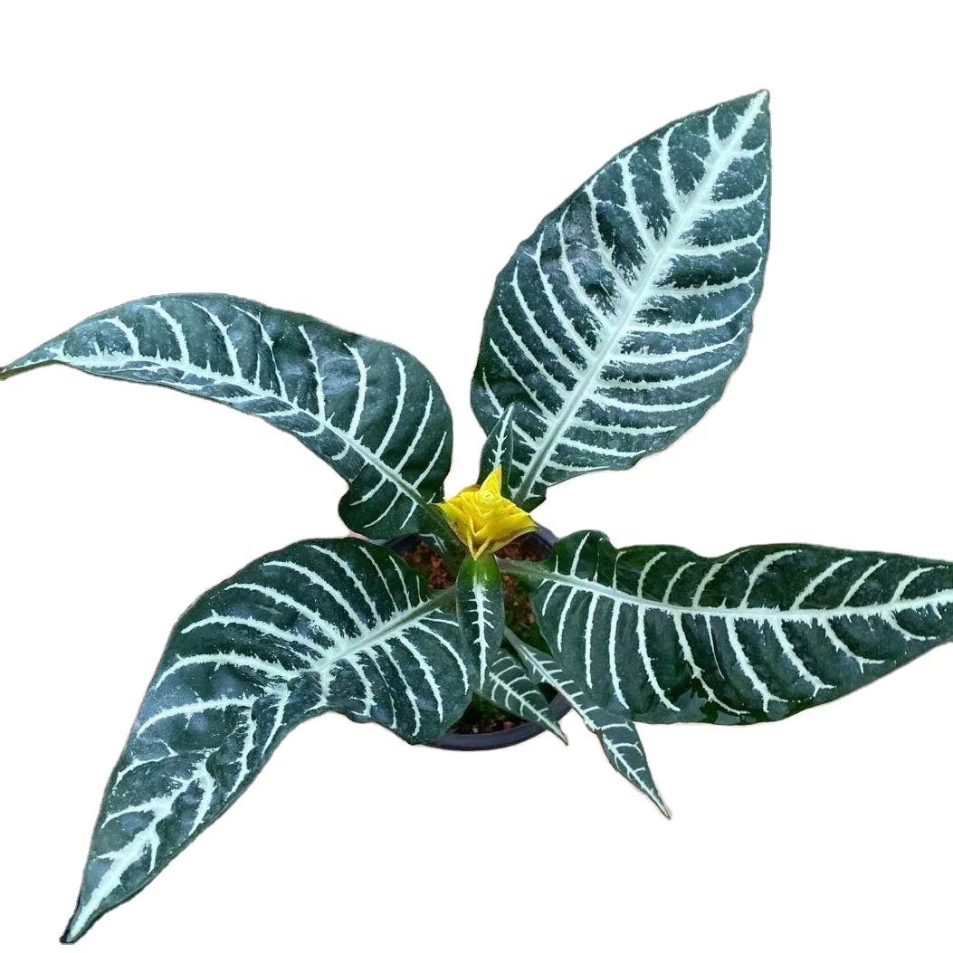 
promotion high quality Kudoacanthus albonervosa hosok ornamental live real natural plant foliage bonsai 