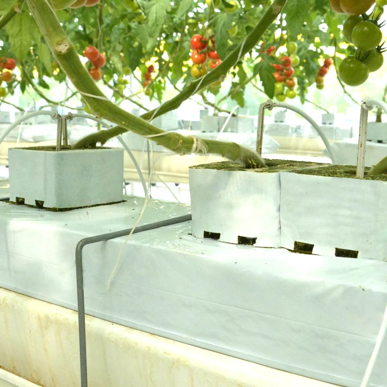 BOYUN-HYDROPNIC ROCK WOOL CUBES FOR GREENHOUSE TO GROEING TOMATOES AND WEGETABLES