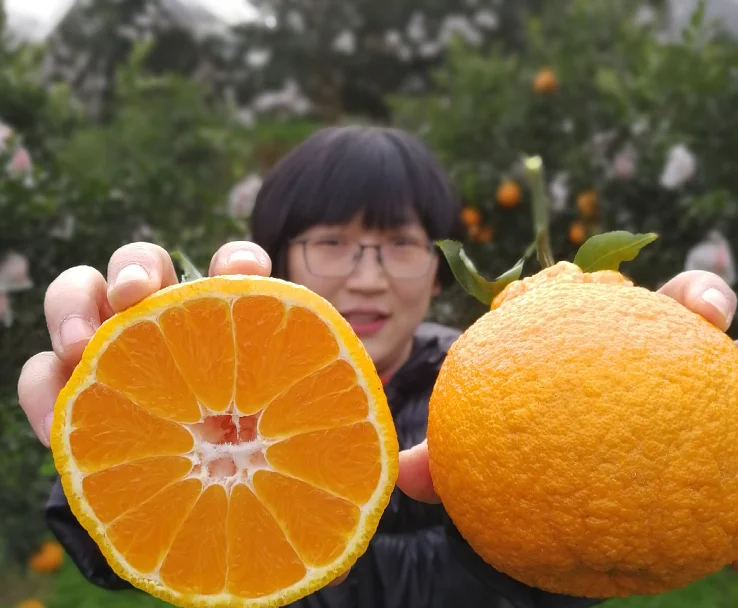 Wholesale Delicious Sweet Fresh Citrus Fruit Fresh Oranges Navel Orange For Sale