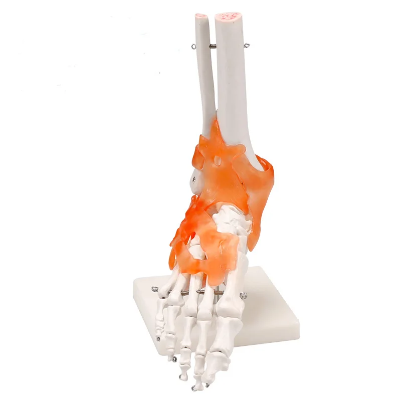 BIX-A1028 High quality medical anatomical foot joint model with ligament Life-size Human Foot Joint Model with ligaments
