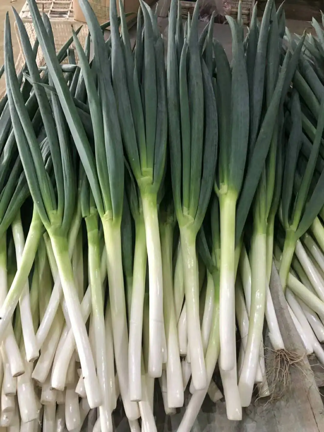 2021 China fresh big long Good quality and cheap price green onion