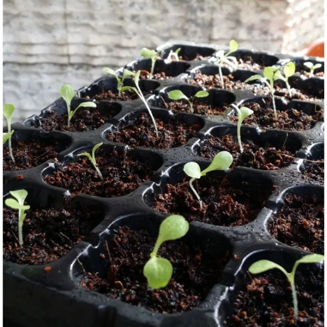 High Quality 72,108,128,200 Cells PVC/PS Plastic Seedling Tray Extra Strength Seed Trays for Vegetable Seedlings