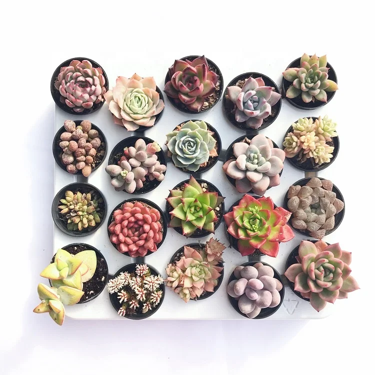 
live plants set natural plants and succulents plants sale 