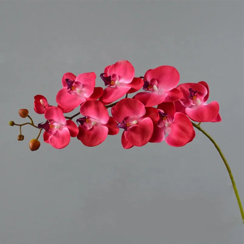 Environmentally friendly plastic phalaenopsis potted for home decoration