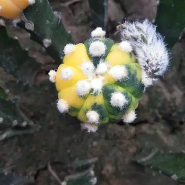 Woody  Plants Bonsai cactus plants  grafted  Astrophytum  tree mini Cactus plants