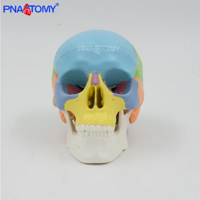 Colored Mini Skull Model Human Anatomical Head medical Cheap skull Anatomy Convenient PVC Teaching Tool Painting Sculpt Used