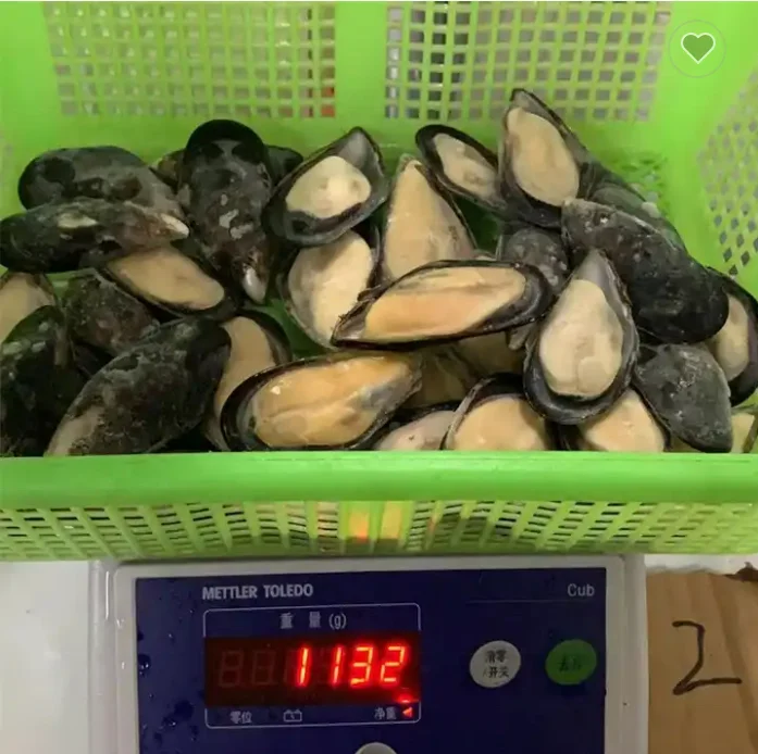 Высококачественная синяя Мидия замороженная по хорошей цене