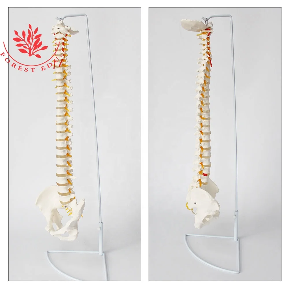  Анатомическая модель позвоночника тазовых затылка спрей висит стенд Orthopedist обучающий инструмент 33 штуки кости строка