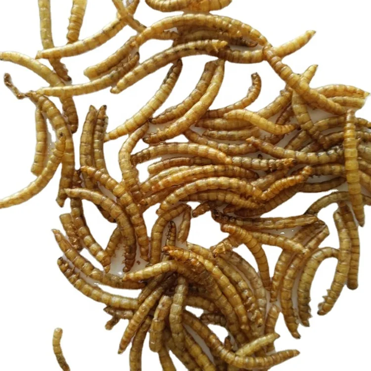 3cm Dried Mealworms,feed Grade Mealworms,stingray Feed From China