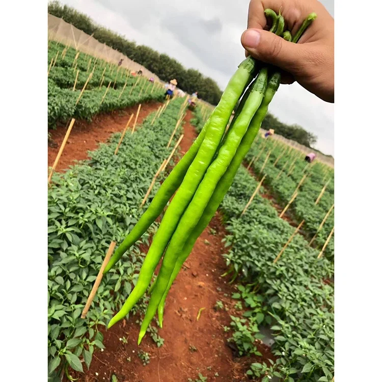 Factory Direct Supply Hybrid F1 Green To Red Hot Red Pepper Seedsot Conditions