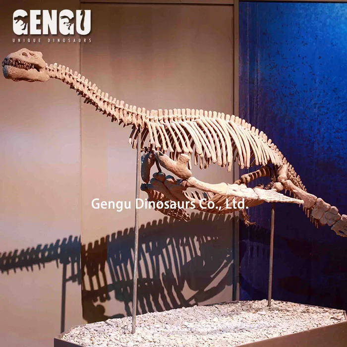 Plesiosaur Dinosaur Skeleton For Museum