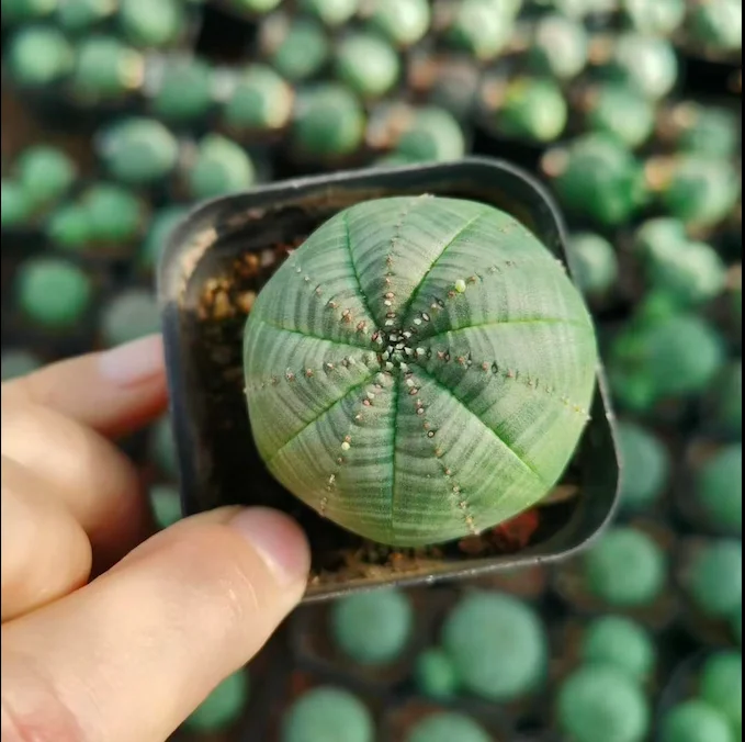 Wholesale Euphorbia obesa mini cactus Bonsai for nursery Cactus home office decoration
