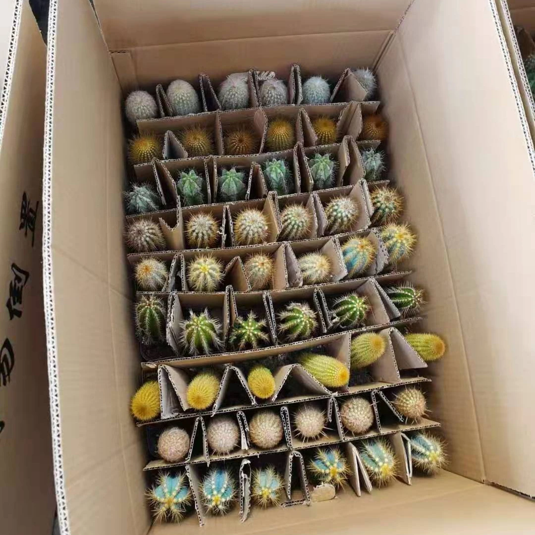 
Wholesale 8-12cm mixed cactus box Mini Office Decoration Desktop Ornamental Woody Plants cactus or cactus plants live natural 