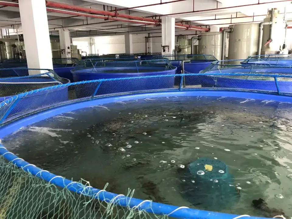 Wholesale customized high quality indoor outdoor fish tank farming ras aquaculture system for sturgeon breeding