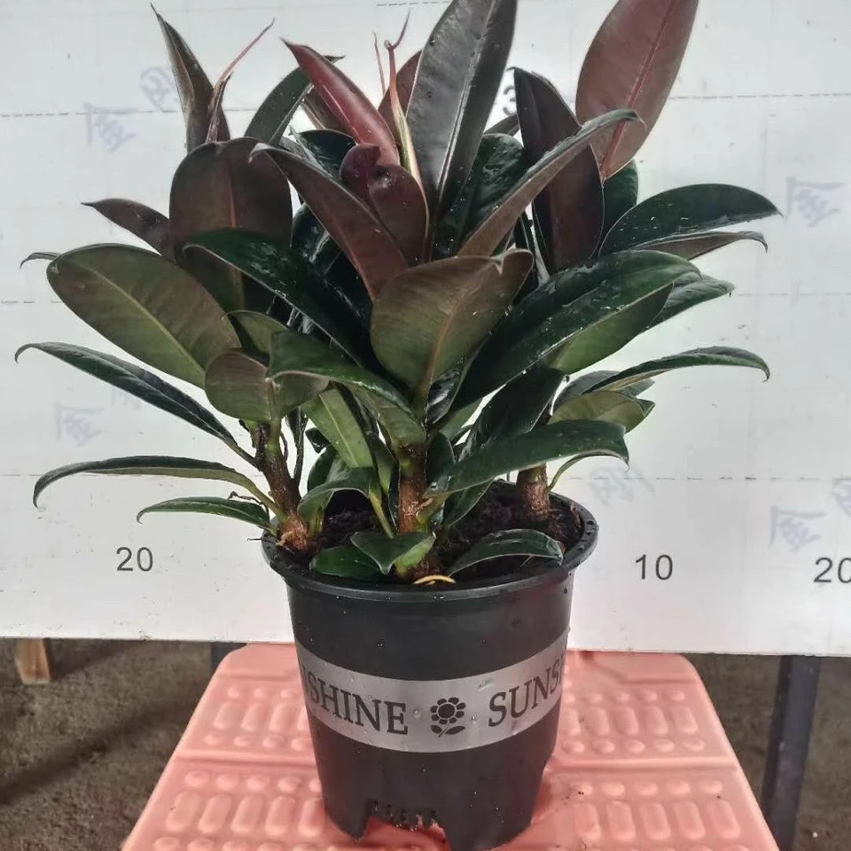 
Best price Ficus elastica Roxb live plant bonsai direct from supplier 