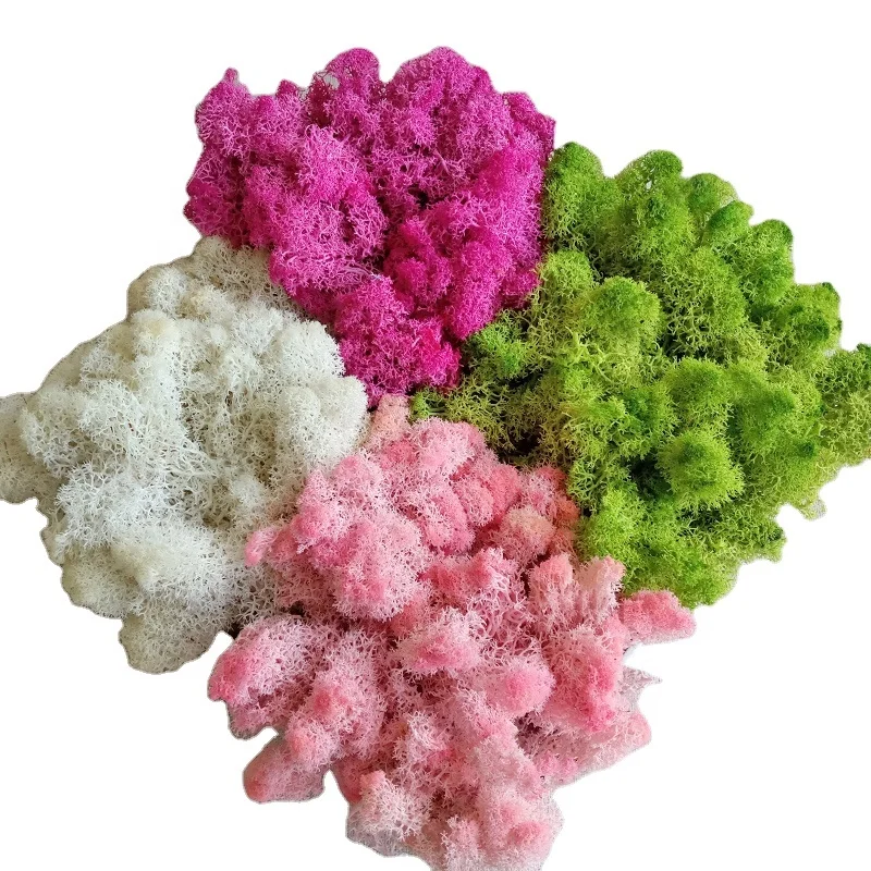 
Yunnan popular real preserved flowers natural moss for moss wall decor 