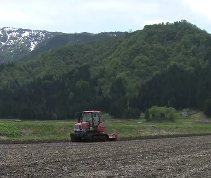Japanese rice grain white made by diamond Prize recipients