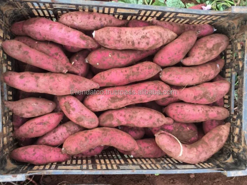 Лучшая цена обычные овощи и фрукты свежий мед фиолетовый сладкий картофель из Вьетнама для продажи