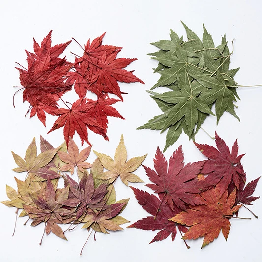 Dried Momiji Leaf 12pcs/pack DIY Art Carfts Making Dish Food Decoration Natural Plant Eco-friendly Real Pressed Flower