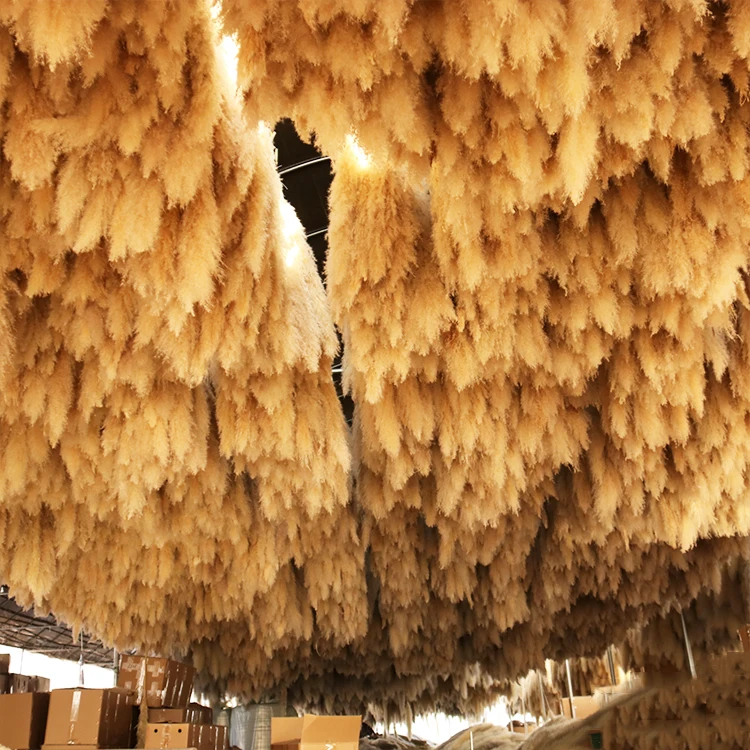 AA-5 2022 New Arrivals Amazon 7 Sticks Natural Decorative Flowers Dried Flower Artificial Flowers Large Pampas Pampa Grass