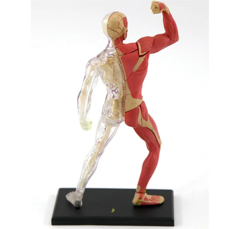 4D Master mini size human muscle model human torso