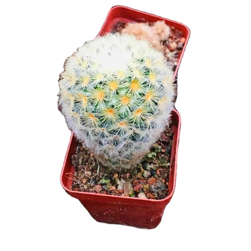 
Mammillaria carmenae Castaeda 4-6cm 