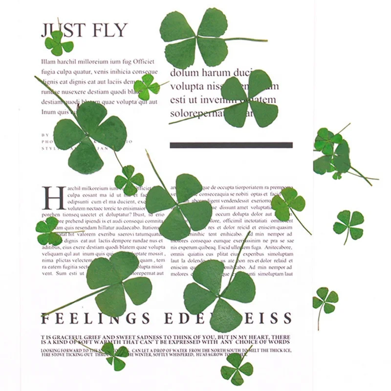 MNR1943 pressed and real dried four-leaf clover for DIY decoration