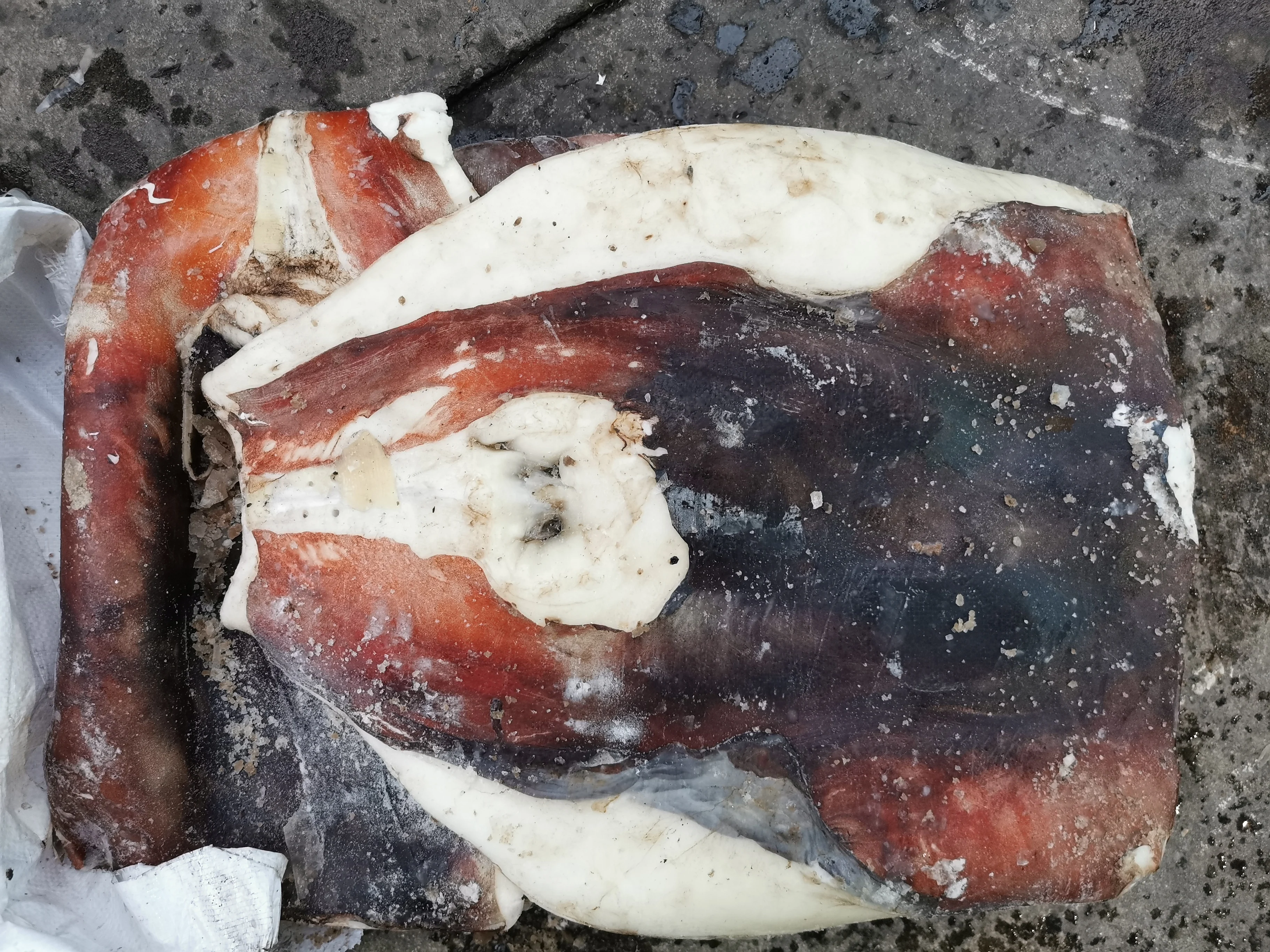  Эксклюзивные скидки морепродукты замороженный кальмар мясо гигантский филе