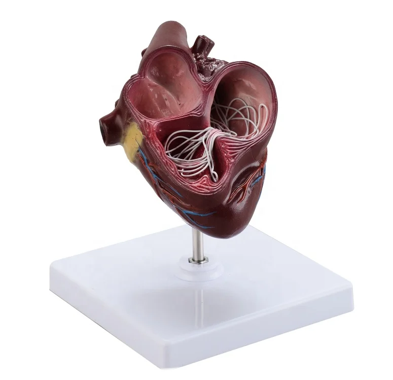 Dog Heart Filaria Parasite Model Canine Education Medical Teaching