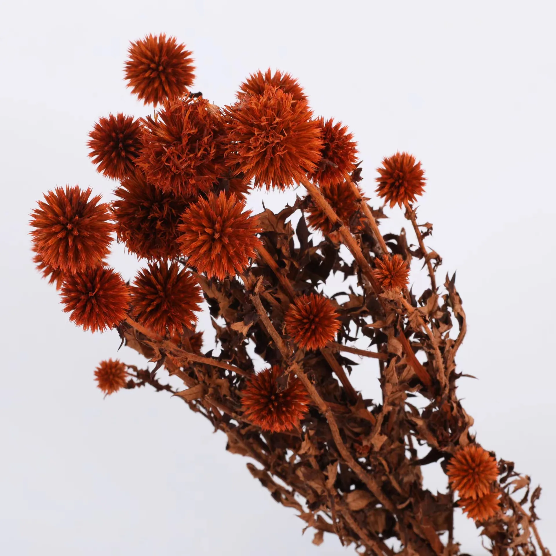 INS most popular colorful echinops preserved blue planet Eryngium  dried flowers and plants for wedding home decoration