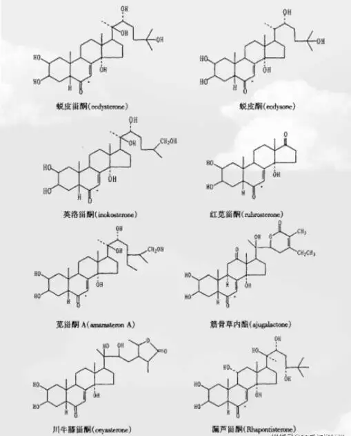 Cyanotis Arachnoidea Extract Beta-ecdysone Ecdysone