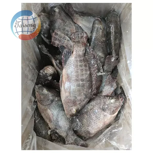 Taiseng Whole Round Frozen Tilapia Fish With Bulk & IWP Packing With 10kg/ctn