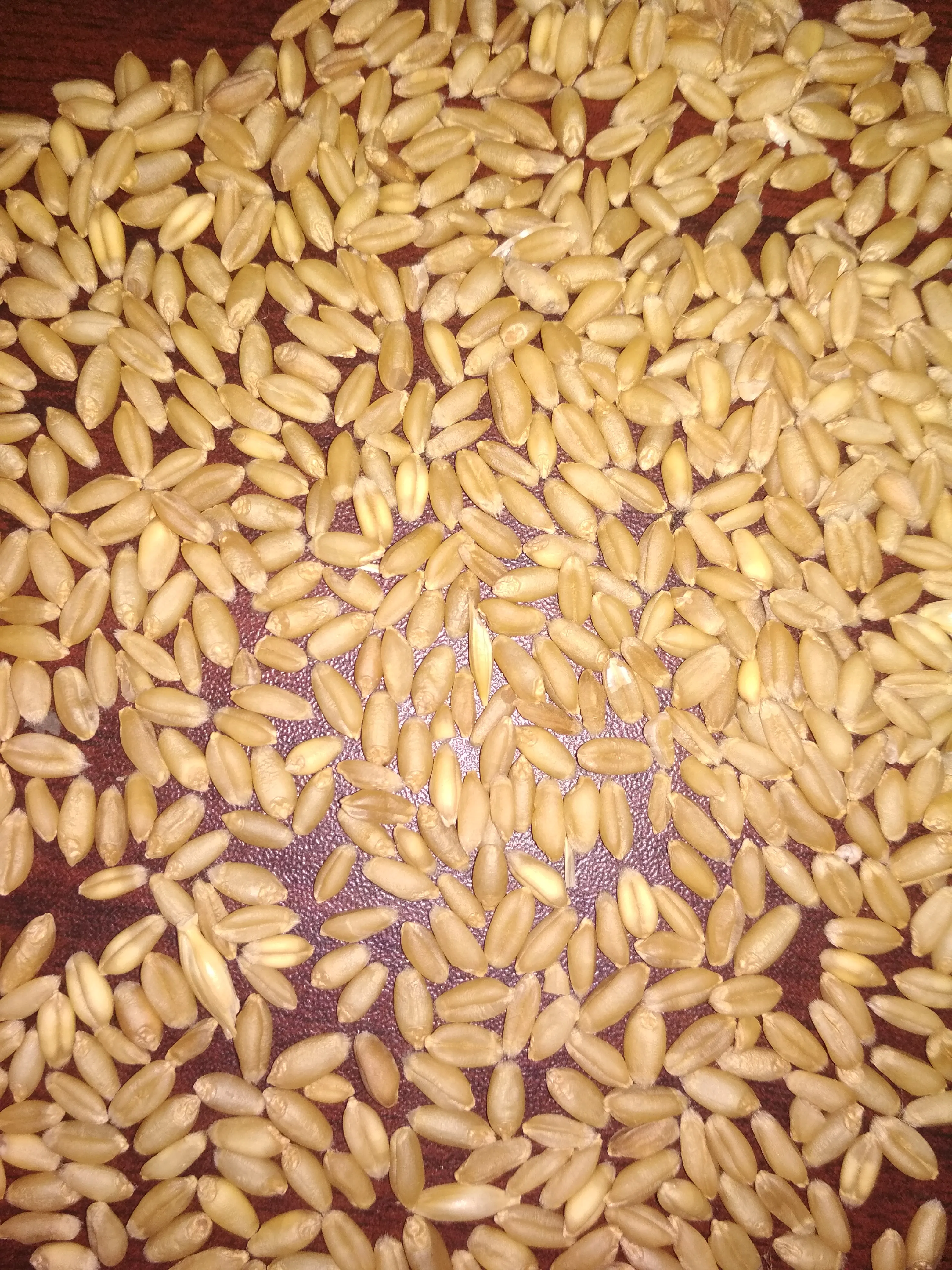  Indian Milling Wheat Grain / Seed Best Quality Packing 50kg Bag
