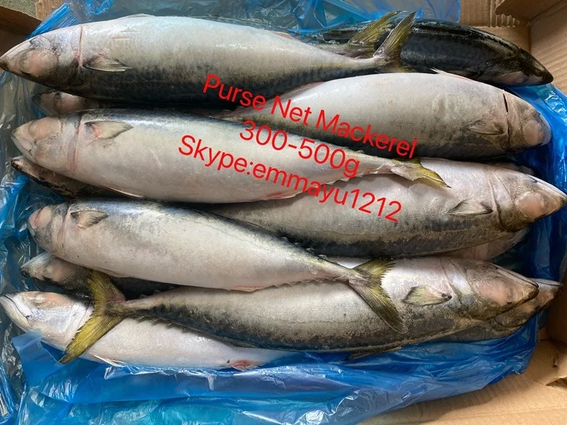 Замороженная круглая Тихоокеанская скумбрия с Bqf 300-500 г Scomber Japonicus поставщик высокое качество Chub из Японии