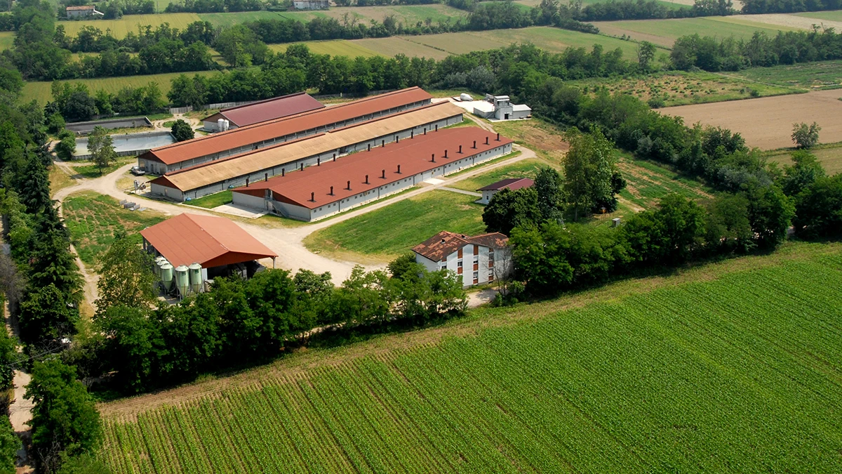 Cured ham estero. Italy Wholesale gourmet cured ham meat pork price