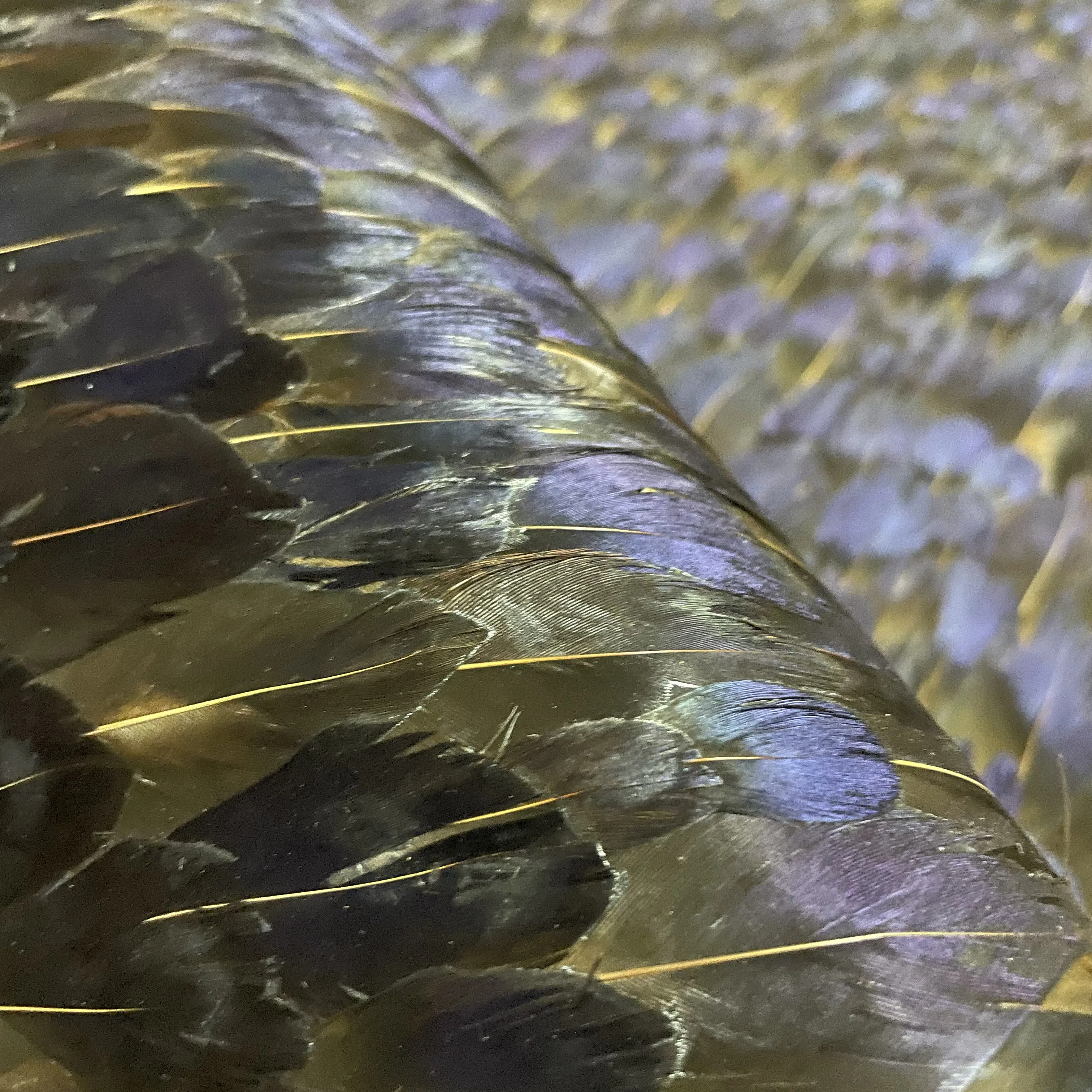 Zhenling high end Colorful peacock feather wallpaper Attractive peacock feather wallpaper