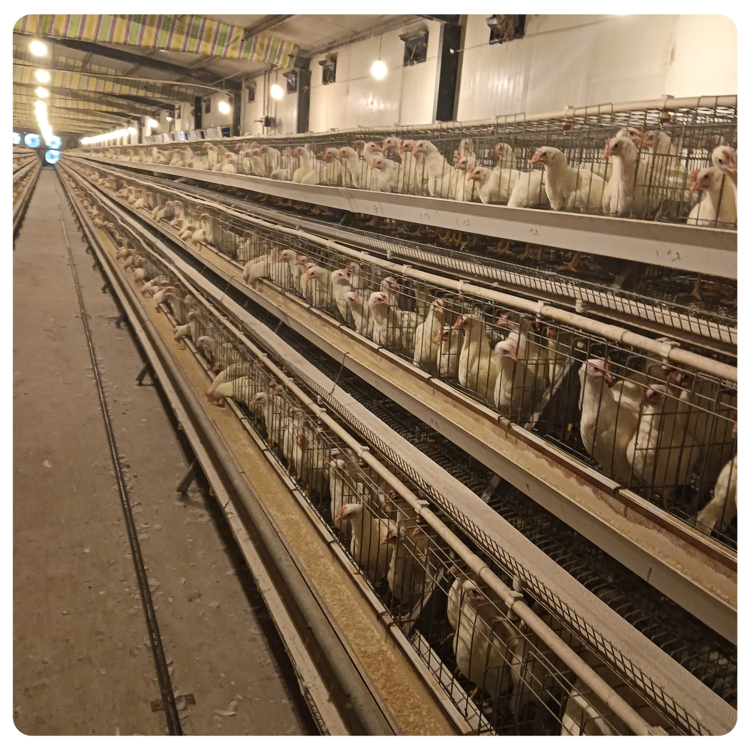 128 птицы типа низкая цена курятник кормушка для животных поилки слои курицы кур